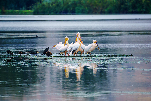 포토 JPG 해외이미지 동물 공원 호수 야생동물 여행 이동 중동 자연 조류 풍경 사람없음 야외 초록색 물 환경 계곡 가을 시골 연못 습지 펠리컨 내추럴 동물상 보호구역 이스라엘 해외포토 자연요소 계절 공공시설 나라 컬러 컨셉 조형물 생태계 서아시아 구역 파일형식 이미지허브