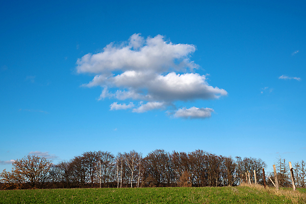 포토 JPG 해외이미지 식물 로우앵글 자연 하늘 날씨 파노라마 사람없음 야외 빛 환경 맑음 고요 시골 숲 생태계 내추럴 해외포토 뷰포인트 촬영기법 파일형식 이미지허브