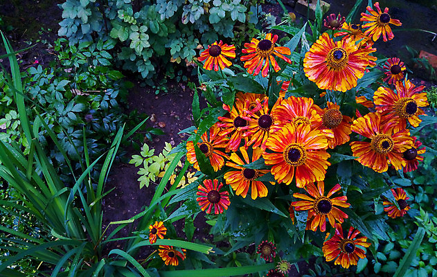 포토 JPG 해외이미지 식물 계절 꽃잎 꽃 줄기 백그라운드 꽃무늬 오렌지 자연 국화 사람없음 빨간색 뷰티 노란색 정원 활발 벚꽃 신선 원형 개화 수분 원예 향기 장면 꽃가루 내추럴 온실 그리너리 해외포토 도형 컬러 컨셉 무늬 과일 취미 가루 생태계 냄새 파일형식 트랜드컬러 이미지허브