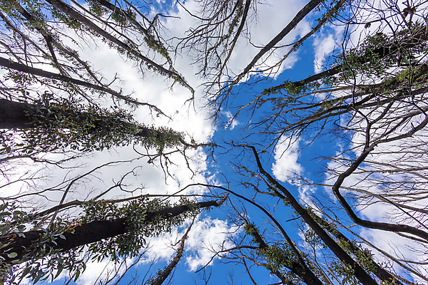 포토 JPG 해외이미지 나무 식물 구름 잎 자연 하늘 풍경 사람없음 야외 초록색 파란색 갈색 환경 올려보기 덮개 흰색 나뭇가지 호주 숲 땅 해외포토 자연요소 컬러 모션 뚜껑 오세아니아 생태계 파일형식 이미지허브