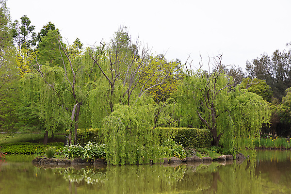 포토 JPG 해외이미지 나무 식물 꽃잎 꽃 호수 잎 풍경 사람없음 빨간색 초록색 물 여름 울타리 반사 갈색 정원 저수지 연못 호주 댐 해외포토 자연요소 계절 공공시설 컬러 담장 오세아니아 파일형식 이미지허브