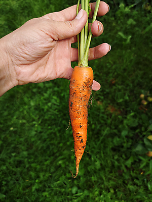 포토 JPG 해외이미지 식물 라이프스타일 농업 채소 자연 건강 사람 사람없음 초록색 정원 당근 수확 성장 가을 잡기 농부 다발 에코 유기농 원예 뿌리 땅바닥 밭일 영양분 해외포토 직업 웰빙 계절 산업 컬러 모션 바닥 뿌리채소 취미 생활 환경 생태계 파일형식 이미지허브