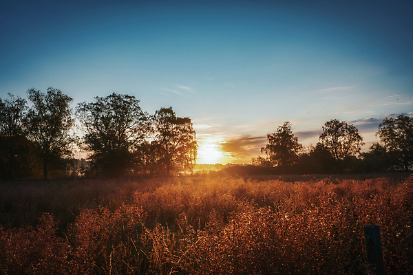 포토 JPG 해외이미지 나무 계절 실루엣 분홍색 자연 하늘 날씨 휴가 휴식 새로움 파노라마 사람없음 야외 빨간색 파란색 빛 뷰티 일출 맑음 보라색 어둠 황혼 일몰 새벽 흰색 황무지 황금 저녁 천국 스카이라인 해결 무료 파라다이스 수평선 해외포토 자연요소 식물 컬러 컨셉 촬영기법 노을 야간 생태계 파일형식 이미지허브