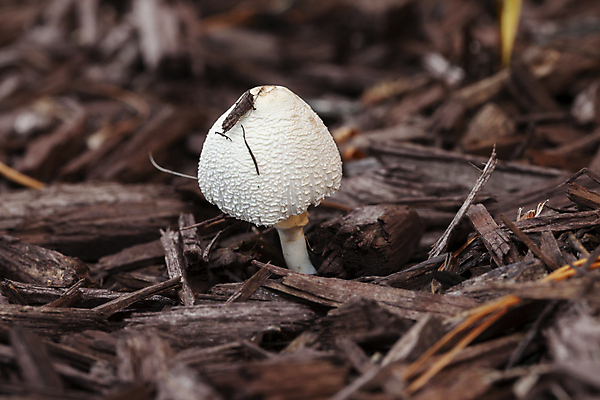 포토 JPG 해외이미지 밭 농업 자연 건조 흑백 사람없음 야외 목재 농장 갈색 환경 정원 버섯 흰색 닫기 땅 먼지 나무껍질 곰팡이 밭일 해외포토 나무 산업 컬러 재료 모션 촬영기법 껍질 생태계 파일형식 이미지허브