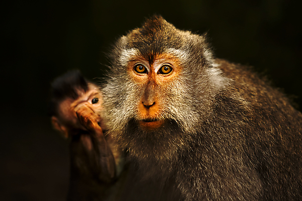 포토 JPG 해외이미지 동물 야생동물 어린이 새끼 섬 여행 포유류 가족 자연 털 앉기 사람없음 회색 원숭이 아기 그림 발리 인도네시아 멸종 유인원 보호구역 해외포토 아시아 컬러 관계 모션 사람 생태계 구역 파일형식 이미지허브