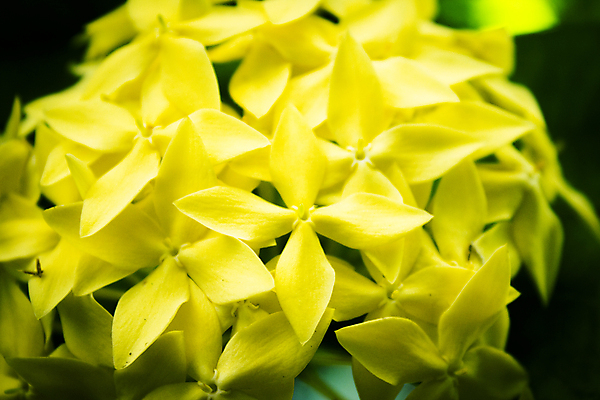 포토 JPG 해외이미지 식물 꽃잎 꽃 백그라운드 꽃무늬 오렌지 자연 휴가 해바라기 발렌타인데이 사람없음 초록색 여름 태양 뷰티 노란색 정원 봄 수확 벚꽃 신선 생일 개화 벌레 수분 데이지 꽃가루 꿀 내추럴 해외포토 자연요소 계절 기념일 컬러 곤충 무늬 농업 과일 데이이벤트 가루 생태계 파일형식 이미지허브