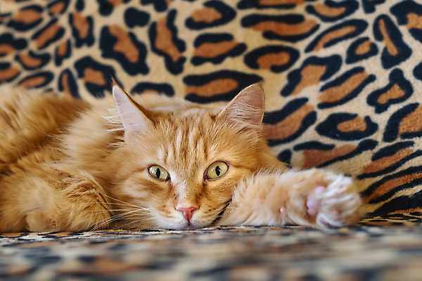 포토 JPG 해외이미지 동물 응시 시선 행복 여유 얼굴 포유류 휴식 주택 실내 피곤 사람없음 빨간색 반려동물 소파 귀여움 고양이 침묵 방 침대 관찰 잠 모피 손목시계 호기심 주둥이 거짓말 관심 배려 총구 해외포토 감정 시계 컬러 가구 컨셉 의자 장신구 모션 내부 건물 신체부위 소리 파일형식 이미지허브