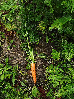 포토 JPG 해외이미지 식물 라이프스타일 농업 채소 자연 건강 사람없음 초록색 정원 당근 수확 성장 가을 다발 에코 유기농 원예 뿌리 땅바닥 밭일 영양분 해외포토 웰빙 계절 산업 컬러 바닥 뿌리채소 취미 생활 환경 생태계 파일형식 이미지허브