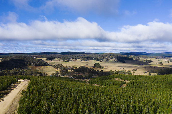 포토 JPG 해외이미지 나무 공원 잎 농업 자동차 자연 하늘 안테나 사람없음 야외 목재 파란색 회색 운전 소나무 숲 드론 오지 흙길 해외포토 식물 공공시설 산업 길 육상교통 컬러 재료 통신 모션 흙 생태계 파일형식 이미지허브