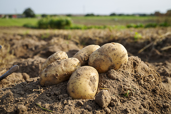 포토 JPG 해외이미지 주간 감자 사람없음 야외 농작물 흙 감자밭 해외포토 자연요소 밭 농업 채소 파일형식 이미지허브