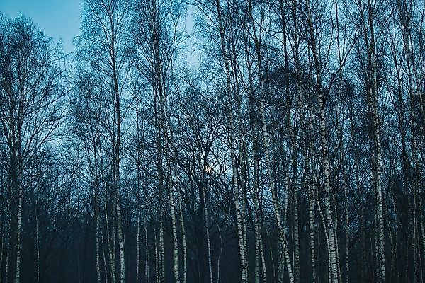 포토 JPG 해외이미지 나무 식물 백그라운드 하늘 사람없음 야외 검은색 침묵 회색 안개 흰색 저녁 숲 자작나무 해외포토 컬러 날씨 소리 야간 파일형식 이미지허브