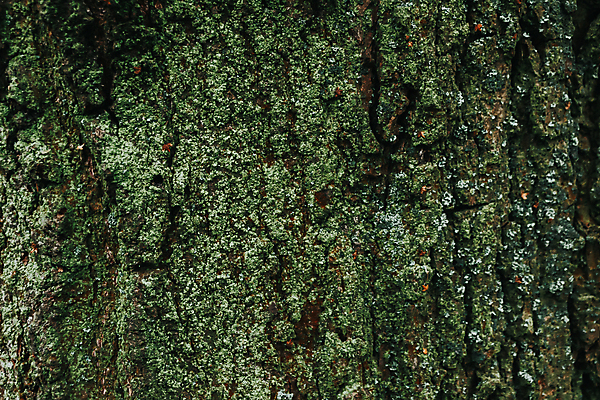 포토 JPG 해외이미지 나무 식물 계절 공원 백그라운드 잎 패턴 자연 표면 추상 따뜻함 이끼 사람없음 야외 목재 초록색 환경 봄 수확 성장 나뭇가지 소나무 거친 닫기 숲 큼 피부 묘사 유기농 질감 나무껍질 잡동사니 10월 내추럴 옛날 디테일 해외포토 웰빙 공공시설 컬러 무늬 농업 재료 모션 신체부위 껍질 날짜 크기 생태계 파일형식 이미지허브