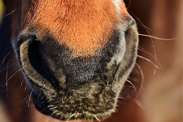 포토 JPG 해외이미지 동물 백그라운드 포유류 자연 털 사람없음 야외 햇빛 갈색 가축 입 닫기 소프트포커스 코 해외포토 컬러 모션 촬영기법 신체부위 태양 생태계 파일형식 이미지허브