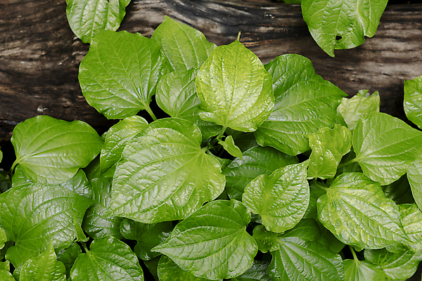 포토 JPG 해외이미지 식물 음식 백그라운드 잎 채소 재료 자연 건강 사람없음 초록색 약 정원 축구 봄 신선 민트 허브 향신료 유기농 아로마 내추럴 해외포토 웰빙 계절 컬러 의학 구기 생태계 향미료 파일형식 이미지허브