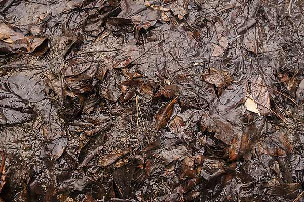 포토 JPG 해외이미지 나무 식물 계절 공원 벽 백그라운드 단풍 잎 패턴 자연 벽지 표면 추상 건조 사람없음 야외 목재 컬러풀 갈색 환경 정원 젖음 가을 바위 닫기 숲 묘사 질감 웅덩이 진흙 10월 내추럴 그런지 땅바닥 옛날 카피스페이스 해외포토 공공시설 컬러 무늬 재료 모션 바닥 공백 돌_바위 날짜 생태계 파일형식 이미지허브