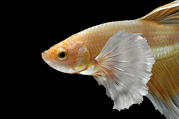 포토 JPG 해외이미지 동물 디자인 아시아 야생동물 포즈 백그라운드 오렌지 모션 태국 자연 추상 어류 미술 취미 사람없음 장식 물 반려동물 컬러풀 뷰티 우주 검은색 수중 수영 희망 고급 꼬리 싸움 지느러미 수족관 강렬 고립 이국적 팝 해외포토 자연요소 감정 나라 컬러 컨셉 무늬 과일 문화예술 수중동물 수상스포츠 생태계 파일형식 이미지허브