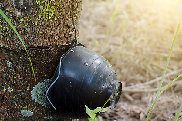 포토 JPG 해외이미지 나무 식물 산업 아시아 백그라운드 농업 태국 자연 사람없음 목재 초록색 농장 우유 성장 흰색 신선 액체 사발 냄비 숲 날것 고무 내추럴 라텍스 옛날 해외포토 나라 컬러 재료 유제품 사기그릇 솥 생태계 파일형식 이미지허브