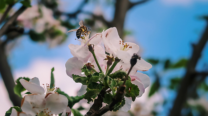 포토 JPG 해외이미지 나무 식물 동물 꽃잎 꽃 곤충 절지류 자연 탁자 조류 하늘 앉기 사람없음 야외 케이크 정원 꽃병 나뭇가지 잡기 해충 꿀벌 말벌 사과 작음 수분 가득함 꽃가루 꿀 제라늄 호박벌 해외포토 가구 과일 모션 디저트 벌레 벌_곤충 크기 가루 생태계 파일형식 이미지허브
