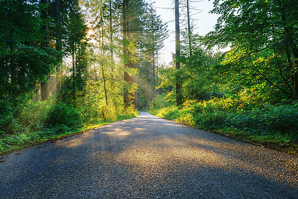 포토 JPG 해외이미지 나무 계절 도로 선 잎 자연 거리 따뜻함 사람없음 야외 목재 초록색 빛 컬러풀 햇빛 태양 노란색 맑음 광선 시골 고속도로 보행로 황금 숲 오솔길 장면 더블 방법 해외포토 자연요소 식물 길 컬러 재료 교통시설 날씨 생태계 파일형식 이미지허브