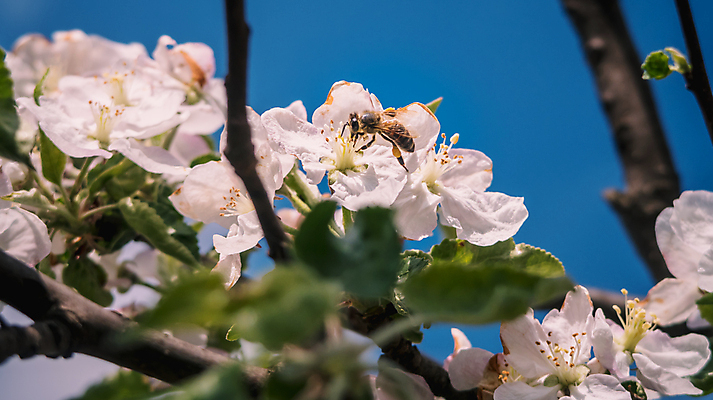 포토 JPG 해외이미지 나무 식물 동물 꽃잎 꽃 곤충 절지류 자연 탁자 조류 하늘 앉기 사람없음 야외 케이크 정원 꽃병 나뭇가지 잡기 해충 꿀벌 말벌 사과 작음 수분 벌 가득함 꽃가루 꿀 제라늄 호박벌 해외포토 가구 과일 모션 디저트 벌레 벌_곤충 크기 가루 생태계 파일형식 이미지허브