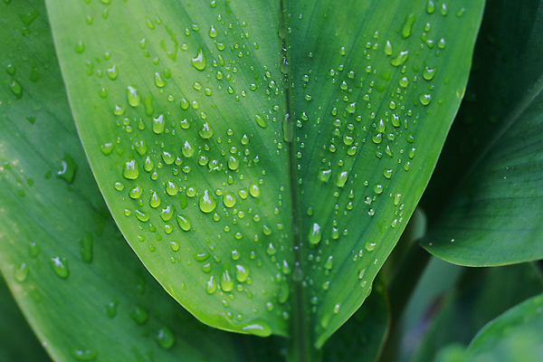 포토 JPG 해외이미지 식물 라이프스타일 백그라운드 잎 자연 새로움 건강 사람없음 가로 초록색 물 여름 빛 뷰티 환경 활발 젖음 성장 신선 투명 액체 떨어짐 이슬 청소 빗방울 가득함 오브젝트 유기농 정맥 개발 해외포토 자연요소 웰빙 계절 컬러 컨셉 생활 비_날씨 생태계 혈관 파일형식 이미지허브