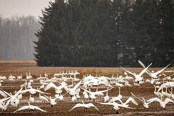 포토 JPG 해외이미지 동물 야생동물 이동 겨울 밭 날개 자연 조류 사람없음 야외 초록색 계곡 흰색 우아함 깃털 부리 백조 거위 물새 웅장함 해외포토 계절 컬러 컨셉 농업 생태계 파일형식 이미지허브