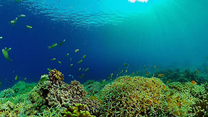 포토 JPG 해외이미지 동물 야생동물 바다 여행 백그라운드 자연 어류 풍경 사람없음 물 환경 바닷속 수중 수영 탐험 스노클링 산호 생태계 다이빙 장면 암초 발견 깊이 이국적 해외포토 자연요소 수중동물 수상스포츠 자포동물 수중스포츠 파일형식 이미지허브
