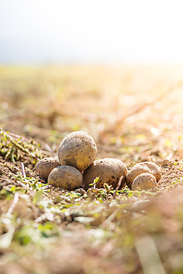 포토 JPG 해외이미지 주간 감자 사람없음 야외 아웃포커스 농작물 여러개 소프트포커스 해외포토 자연요소 다수 농업 채소 촬영기법 파일형식 이미지허브