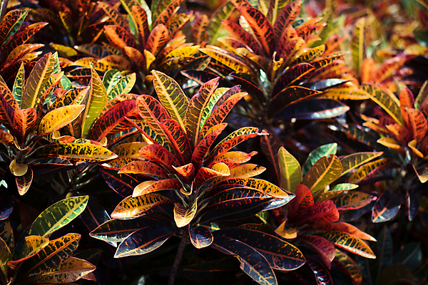 포토 JPG 해외이미지 식물 꽃 백그라운드 잎 패턴 자연 추상 선인장 사람없음 초록색 환경 봄 성장 신선 닫기 묘사 질감 내추럴 해외포토 계절 컬러 무늬 모션 생태계 파일형식 이미지허브