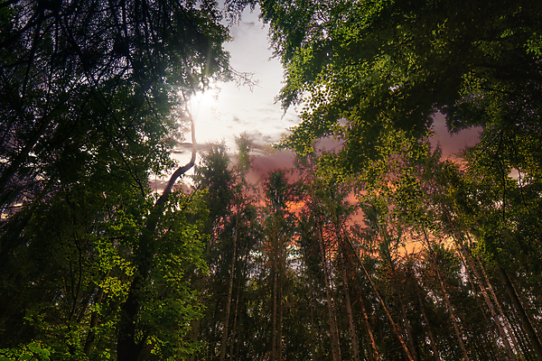 포토 JPG 해외이미지 실루엣 길 잎 손가락 동화 날씨 왕관 요정 사람없음 가로 빛 컬러풀 햇빛 황혼 새벽 흐름 안개 광선 소나무 황무지 분위기 유령 야간 숲 신비 무서움 부드러움 공상 마법 나쁜 광 땅바닥 삼림지대 몽환 해외포토 자연요소 나무 식물 손 감정 컬러 컨셉 바닥 촬영기법 태양 일몰 감각 파일형식 이미지허브