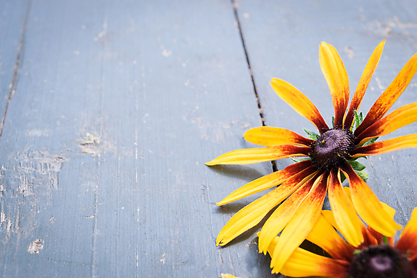 포토 JPG 해외이미지 식물 디자인 계절 꽃잎 꽃 꽃다발 결혼 백그라운드 꽃무늬 패턴 밭 텍스트 자연 탁자 프레임 사랑 사람없음 목재 장식 파란색 뷰티 장미 노란색 우주 정원 스파 봄 수확 벚꽃 신용카드 정상 다발 배열 복고 내추럴 옛날 캐모마일 파스텔톤 카피스페이스 해외포토 나무 감정 컬러 가구 무늬 농업 재료 이벤트 금융 공백 허브 생태계 파일형식 이미지허브