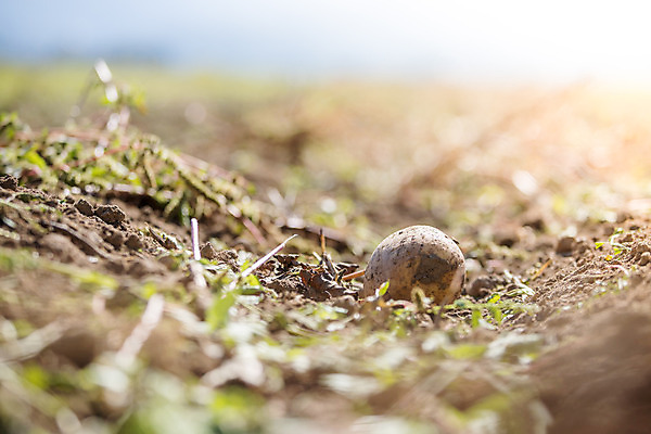 포토 JPG 해외이미지 주간 감자 사람없음 야외 아웃포커스 농작물 한개 소프트포커스 해외포토 자연요소 1 농업 채소 촬영기법 파일형식 이미지허브