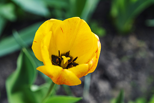 포토 JPG 해외이미지 식물 디자인 계절 꽃 꽃다발 결혼 백그라운드 잎 꽃무늬 밭 전구 텍스트 자연 부활절 사람없음 초록색 물 파란색 컬러풀 노란색 우주 정원 봄 튤립 벚꽃 흰색 시골 축하 신선 이슬 다발 네덜란드 화단 카피스페이스 해외포토 자연요소 기념일 유럽 컬러 컨셉 무늬 농업 이벤트 공백 생태계 파일형식 이미지허브