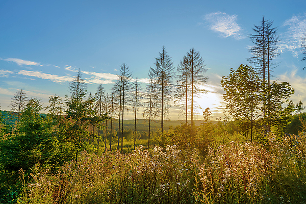포토 JPG 해외이미지 나무 식물 계절 잎 벤치 자연 아침 날씨 휴가 휴식 그림자 사람없음 야외 목재 초록색 빛 강 햇빛 태양 뷰티 노란색 평화 환경 맑음 침묵 일몰 광선 시골 저녁 숲 뿌리 땅바닥 삼림지대 해외포토 주간 자연요소 컬러 컨셉 의자 재료 바닥 노을 소리 야간 생태계 파일형식 이미지허브