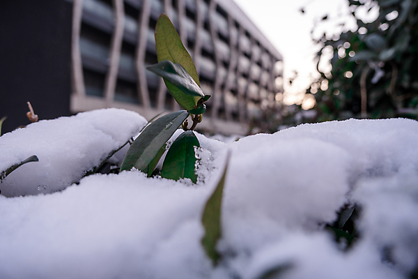 포토 JPG 해외이미지 나무 식물 계절 공원 꽃 유럽 백그라운드 겨울 꽃무늬 자연 날씨 거리 아파트 주택 사람없음 야외 건물 사무실 뷰티 정원 냉동 얼음 봄 블록 추위 벚꽃 흰색 나뭇가지 신선 도시 타운 이웃 1월 내추럴 폭설 해외포토 자연요소 건축물 공공시설 나라 컬러 무늬 비즈니스 눈_날씨 날짜 자연재해 생태계 파일형식 이미지허브