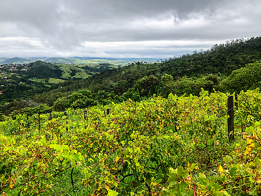 포토 JPG 해외이미지 나무 식물 구름 음료 음식 여행 잎 밭 농업 과일 자연 하늘 포도 산 파노라마 풍경 사람없음 초록색 여름 농장 와인 계곡 수확 안개 시골 오스트리아 언덕 포도밭 포도나무 브라질 남쪽 숙성 양조장 토스카나 세련 해외포토 자연요소 계절 유럽 산업 컬러 날씨 주류 촬영기법 이탈리아 남아메리카 과일나무 방향 생태계 파일형식 이미지허브