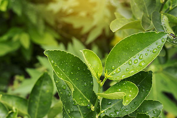 포토 JPG 해외이미지 나무 식물 음식 백그라운드 잎 채소 자연 사람없음 초록색 빛 햇빛 정원 봄 성장 물방울 신선 유기농 질감 내추럴 해외포토 웰빙 계절 컬러 태양 생태계 파일형식 이미지허브