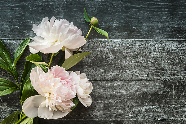 포토 JPG 해외이미지 식물 디자인 꽃잎 꽃 벽 분홍색 꽃다발 백그라운드 잎 꽃무늬 자연 탁자 선물 사랑 미술 사람없음 내부 목재 장식 초록색 컬러풀 뷰티 정원 중국 어둠 봄 벚꽃 흰색 인사 신선 신용카드 다발 오브젝트 그림 부드러움 옛날 작약 해외포토 나무 계절 감정 아시아 컬러 가구 무늬 재료 문화예술 금융 예절 감각 생태계 파일형식 이미지허브