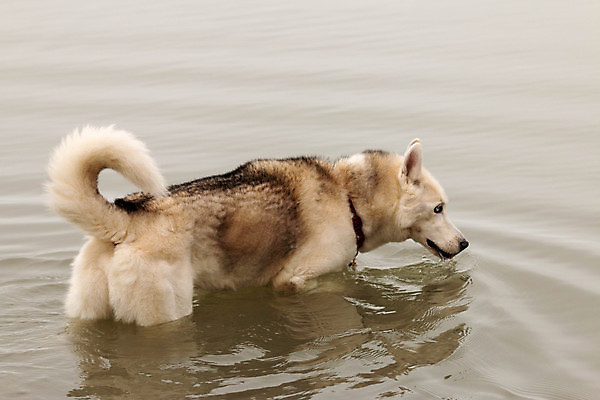 포토 JPG 해외이미지 동물 응시 공원 행복 호수 얼굴 바다 백그라운드 자연 놀이 휴가 털 사람없음 야외 빨간색 물 파란색 반려동물 달리기 뷰티 검은색 수영 산책 기쁨 젖음 게임 흰색 개 강아지 떨어짐 늑대 알래스카 송곳니 기르기 시베리아 해외포토 자연요소 시선 공공시설 감정 컬러 컨셉 포유류 모션 휴식 신체부위 미국 수상스포츠 치아 생태계 돌봄 파일형식 이미지허브