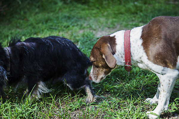 포토 JPG 해외이미지 동물 커플 새끼 2 통신 포유류 털 사랑 잔디 사람없음 야외 가로 초록색 친구 반려동물 갈색 머리 검은색 우정 흰색 인사 쌍 개 작음 큼 냄새 사냥꾼 송곳니 기르기 동반자 소셜 의사소통 충고 충실 그리너리 해외포토 식물 직업 감정 컬러 관계 신체부위 예절 치아 크기 돌봄 파일형식 트랜드컬러 이미지허브