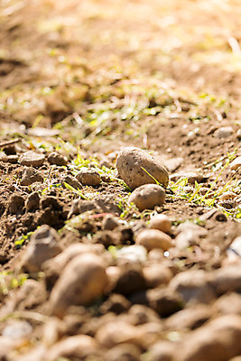 포토 JPG 해외이미지 주간 감자 사람없음 야외 아웃포커스 농작물 소프트포커스 해외포토 자연요소 농업 채소 촬영기법 파일형식 이미지허브