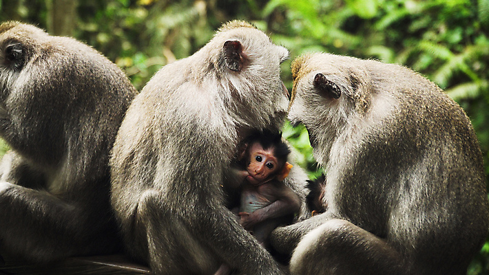 포토 JPG 해외이미지 나무 동물 공원 아시아 야생동물 포유류 자연 사람없음 야외 원숭이 숲 발리 인도네시아 유인원 보호구역 해외포토 식물 공공시설 나라 섬 생태계 구역 파일형식 이미지허브