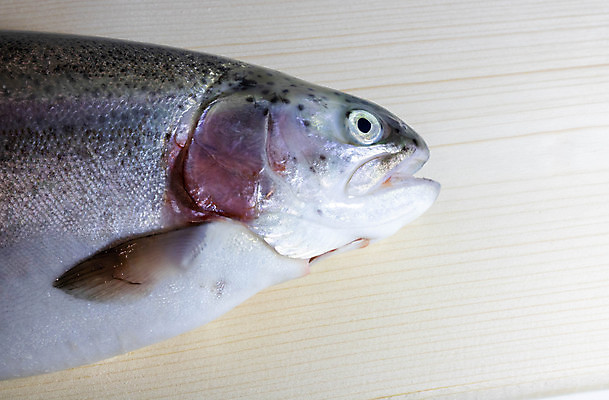 포토 JPG 해외이미지 음식 바다 백그라운드 재료 자연 건강 육류 어류 요리 사람없음 옆모습 가로 빛 머리 저녁식사 침묵 흰색 죽음 신선 입 시장 은색 큼 자르기 해산물 피부 준비 싱글 유기농 날것 연어 고립 단백질 민물 생식 송어 오메가 해외포토 웰빙 뷰포인트 컬러 식재료 모션 신체부위 식사 수중동물 소리 크기 생태계 영양소 파일형식 이미지허브