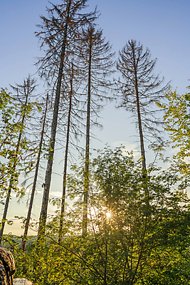 포토 JPG 해외이미지 나무 식물 계절 잎 벤치 자연 아침 날씨 휴가 휴식 그림자 사람없음 야외 목재 초록색 빛 강 햇빛 태양 뷰티 노란색 평화 환경 맑음 침묵 일몰 광선 시골 저녁 숲 뿌리 땅바닥 삼림지대 해외포토 주간 자연요소 컬러 컨셉 의자 재료 바닥 노을 소리 야간 생태계 파일형식 이미지허브