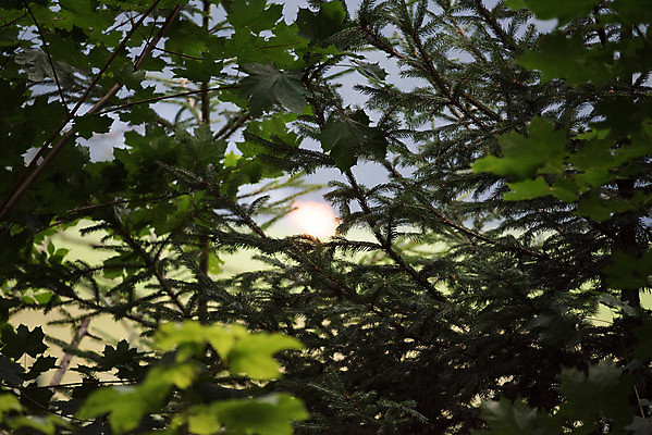 포토 JPG 해외이미지 나무 식물 종류 사람없음 목재 다양 티켓 서식지 전나무 수목 해외포토 다수 재료 파일형식 이미지허브