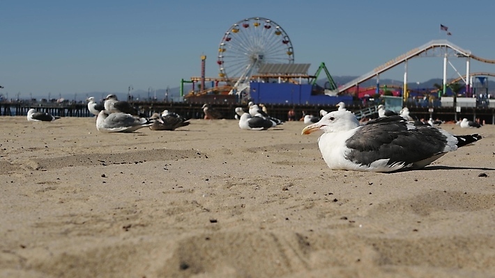포토 JPG 해외이미지 주간 공원 모래 바다 백그라운드 갈매기 조류 하늘 휴가 따뜻함 서기 해변 사람없음 여름 파란색 햇빛 뷰티 탑 항구 맑음 미국 바퀴 뜨거움 손목시계 깃털 캘리포니아 롤러 태평양 남쪽 로스앤젤레스 안전요원 카피스페이스 해외포토 자연요소 동물 건축물 계절 공공시설 시계 컬러 북아메리카 장신구 교통시설 모션 날씨 태양 공백 방향 파일형식 이미지허브