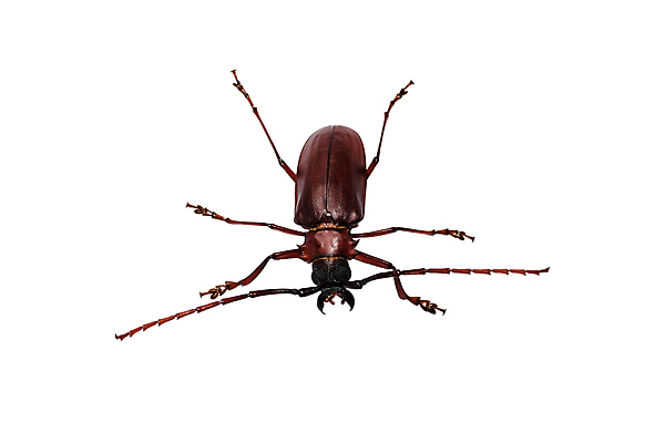 포토 JPG 해외이미지 스튜디오촬영 동물 야생동물 곤충 백그라운드 자연 안테나 사람없음 갈색 흰색 벌레 딱정벌레 고립 동물상 해외포토 컬러 통신 실내 조형물 생태계 파일형식 이미지허브