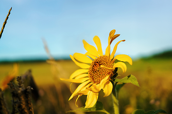 포토 JPG 해외이미지 식물 라이프스타일 계절 줄기 분홍색 컨셉 잎 성공 해바라기 새로움 사람없음 가로 햇빛 태양 새싹 환경 희망 봄 활발 성장 흰색 시골 신선 오픈 발사 5월 시작 원예 생물학 분무기 정맥 파열 개발 떠남 생태학 해외포토 자연요소 교육 꽃 감정 컬러 모션 취미 생활 날짜 혈관 파일형식 이미지허브