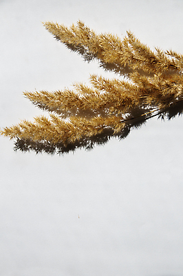 포토 JPG 해외이미지 식물 꽃 음식 빵 줄기 백그라운드 잎 꽃무늬 밭 농업 자연 벽지 건조 건강 사람없음 장식 농작물 농장 노란색 환경 수확 성장 흰색 황금 낟알 밀 허브 묘사 에코 유기농 질감 귀 내추럴 고립 밭일 숙성 호밀 해외포토 웰빙 산업 컬러 무늬 곡류 신체부위 생태계 파일형식 이미지허브