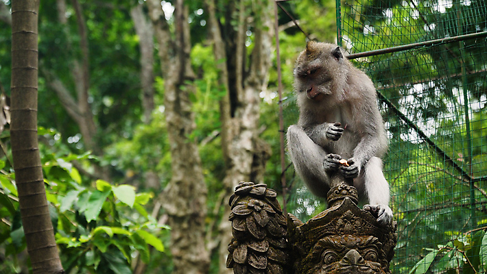 포토 JPG 해외이미지 나무 동물 공원 아시아 야생동물 포유류 자연 사람없음 야외 원숭이 숲 발리 인도네시아 유인원 보호구역 해외포토 식물 공공시설 나라 섬 생태계 구역 파일형식 이미지허브